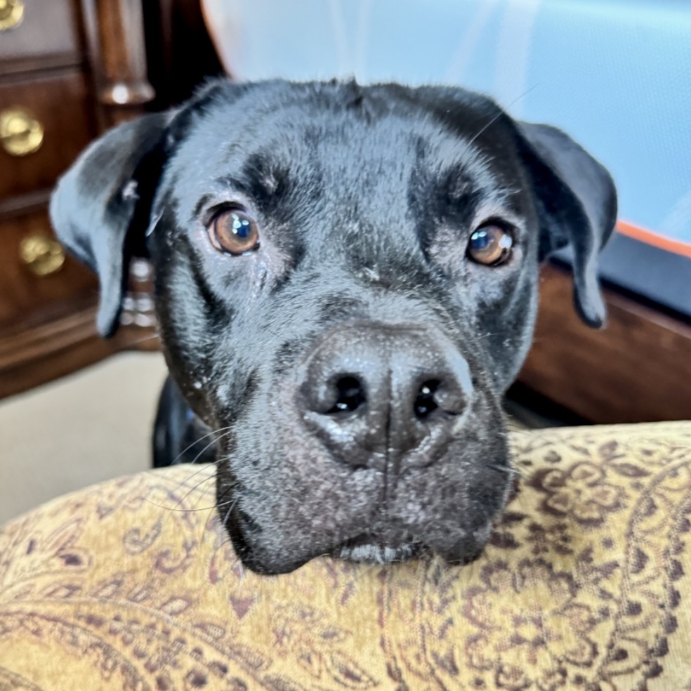 Enlarge Gio, a Adoptable Black Labrador Retriever in Morgantown, WV image 4/6