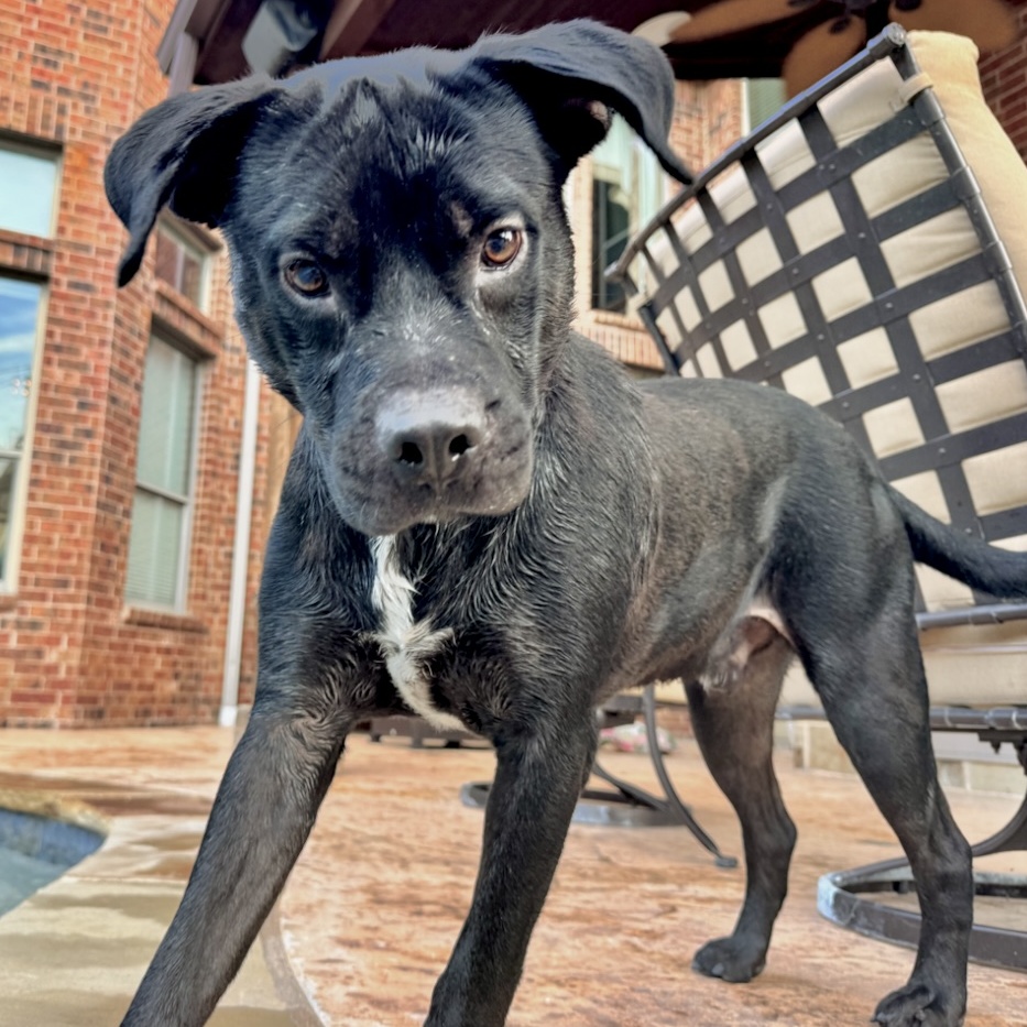 Enlarge Gio, a Adoptable Black Labrador Retriever in Morgantown, WV image 3/6