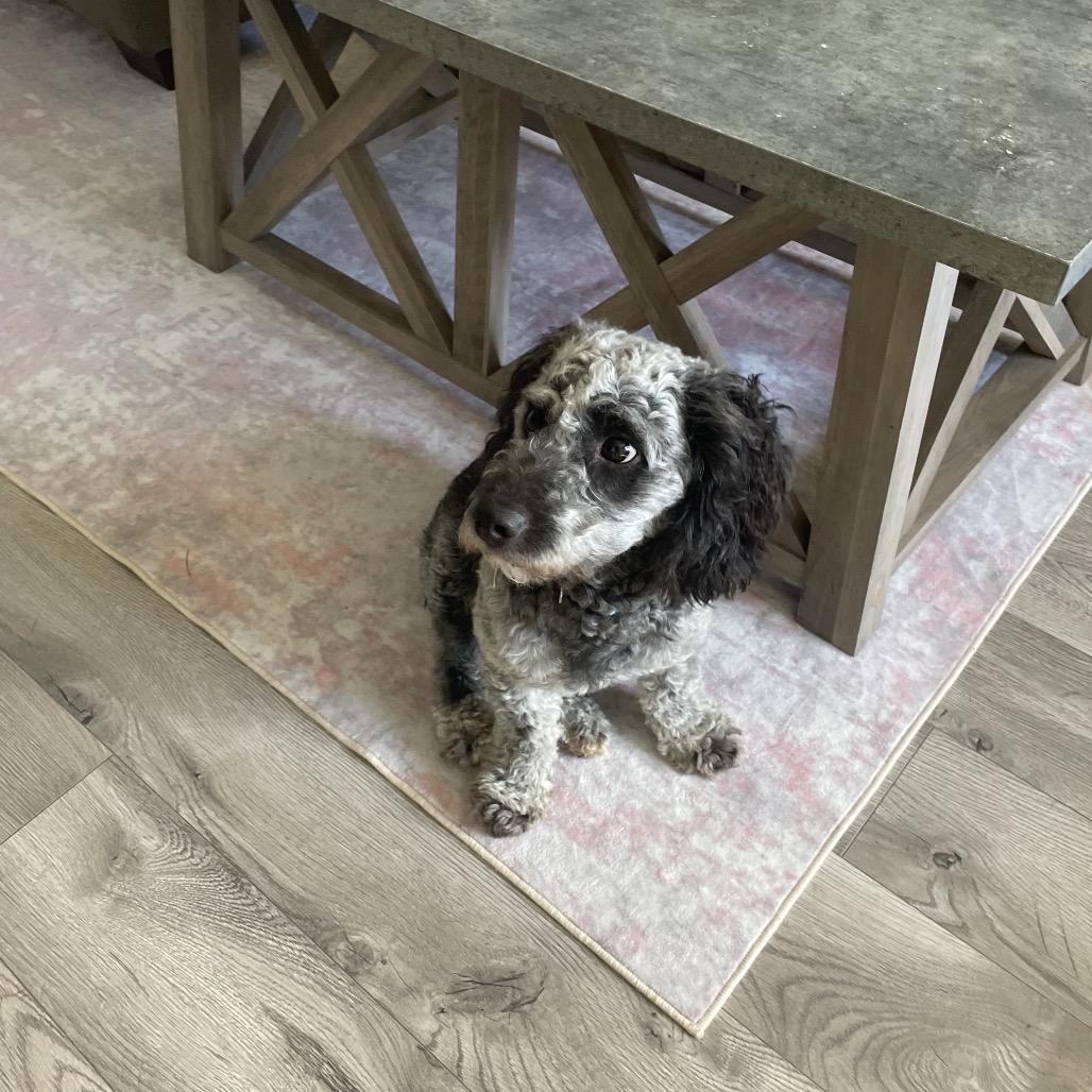 Bandit, Adoptable, Adult Male Cockapoo.