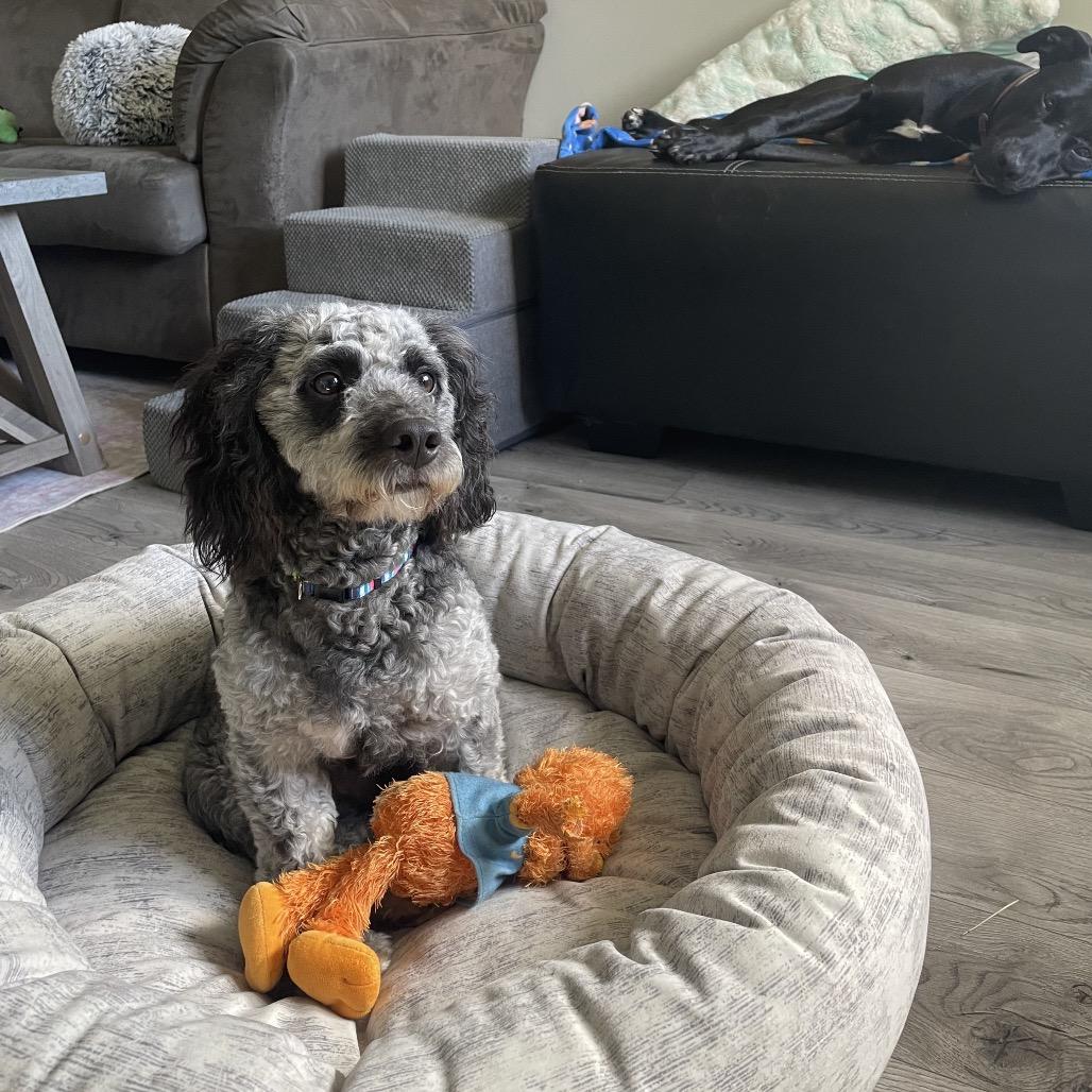 Enlarge Bandit, a Adoptable Cockapoo in Farmersville, OH image 2/4