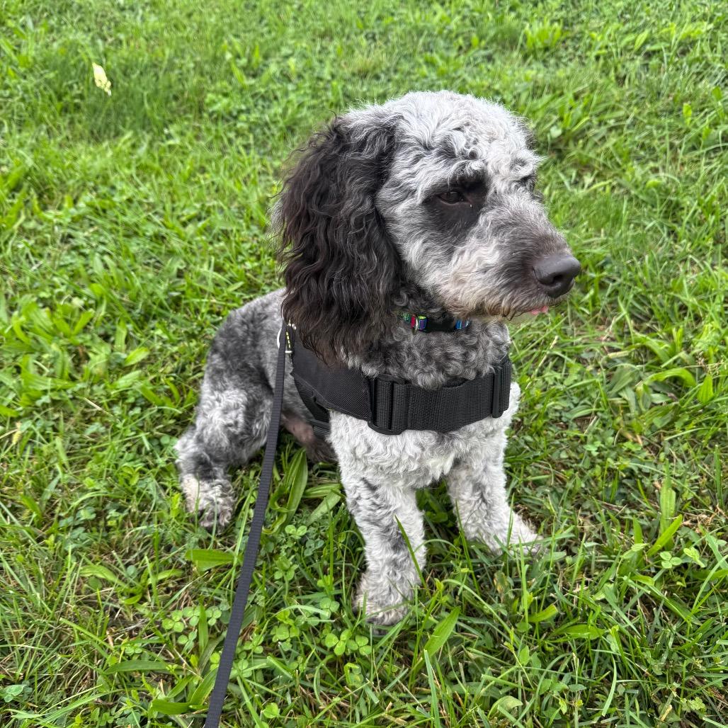 Enlarge Bandit, a Adoptable Cockapoo in Farmersville, OH image 3/4