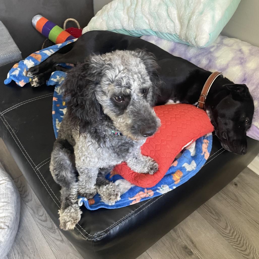 Enlarge Bandit, a Adoptable Cockapoo in Farmersville, OH image 4/4