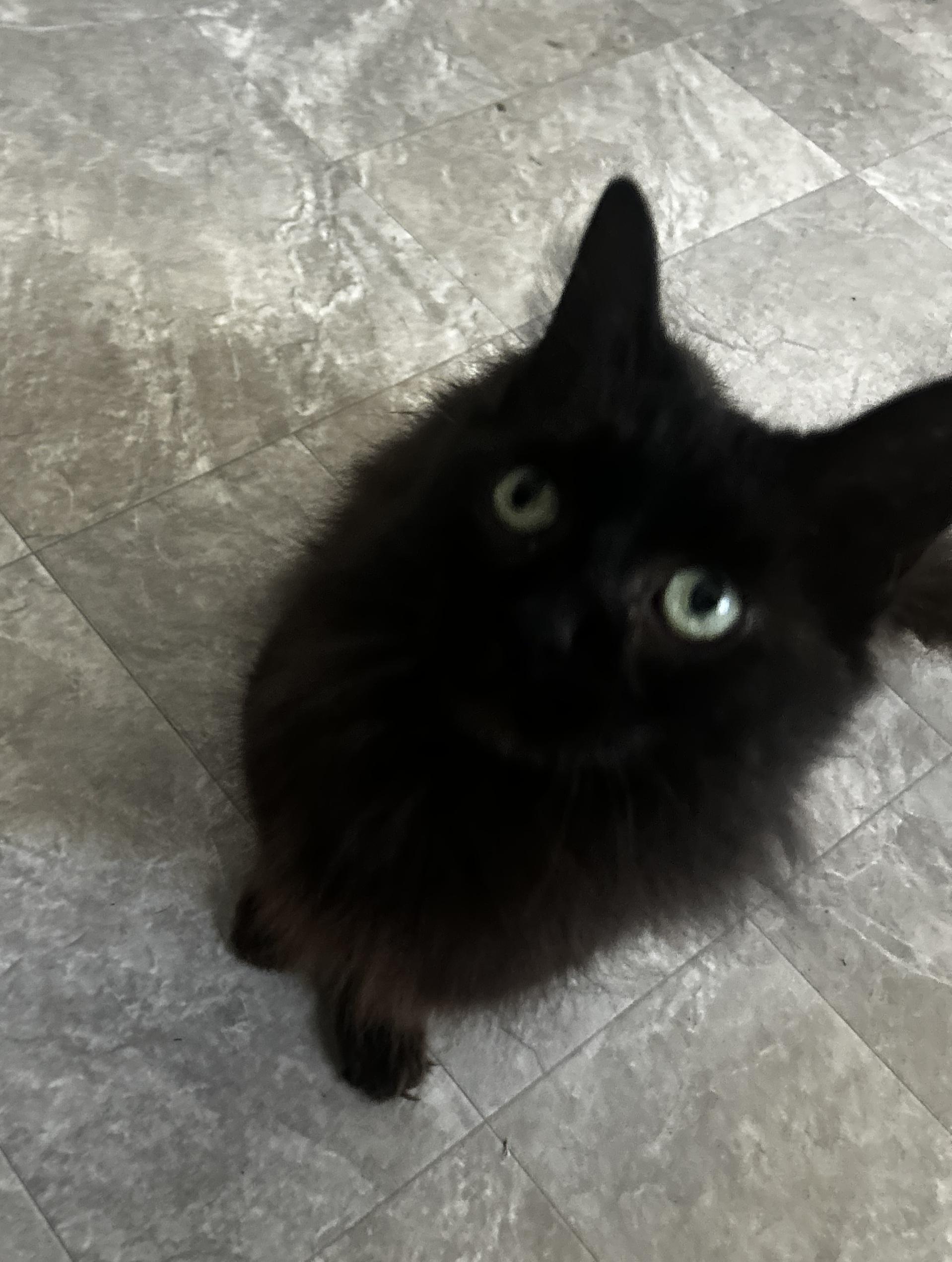 Lucy, Adoptable, Adult Female Domestic Long Hair.