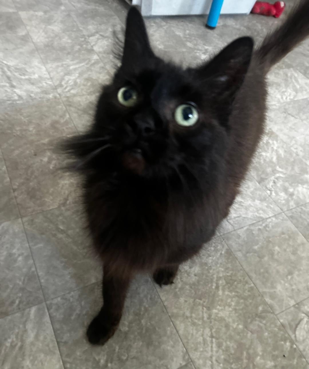 Lucy, a Adoptable Domestic Long Hair in Mount Clemens, MI image 1/2