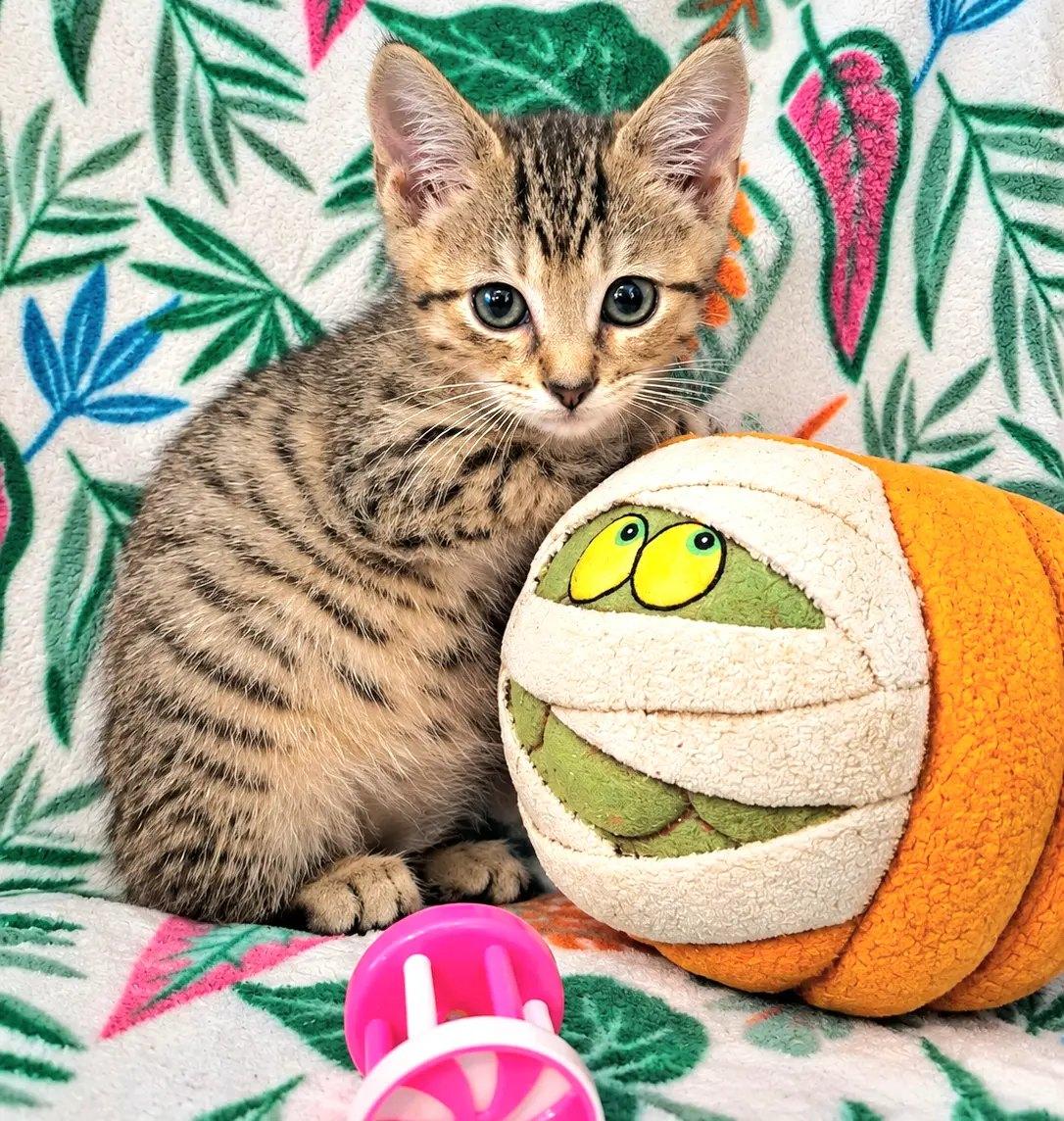 Enlarge Colter, a Adoptable Domestic Short Hair in Rock Spring, GA image 1/1