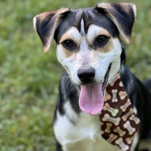 Enlarge Groucho, a Adoptable mixed breed in Sparta, NJ image 1/6