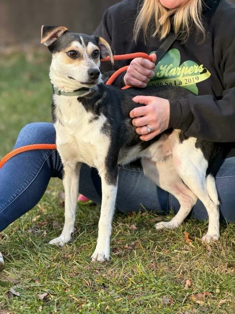 Enlarge Groucho, a Adoptable mixed breed in Sparta, NJ image 4/6