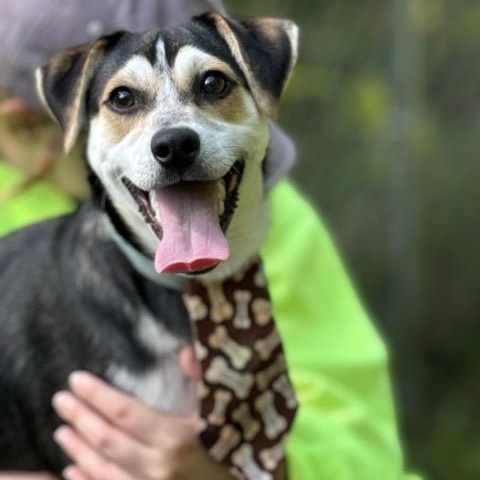 Enlarge Groucho, a Adoptable mixed breed in Sparta, NJ image 2/6