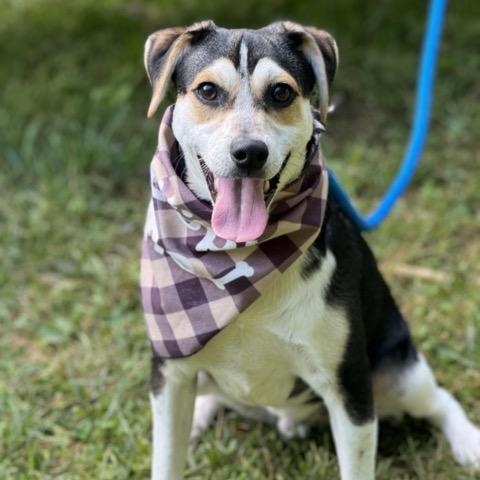 Enlarge Groucho, a Adoptable mixed breed in Sparta, NJ image 3/6