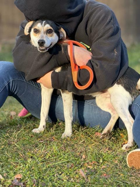 Enlarge Groucho, a Adoptable mixed breed in Sparta, NJ image 3/6