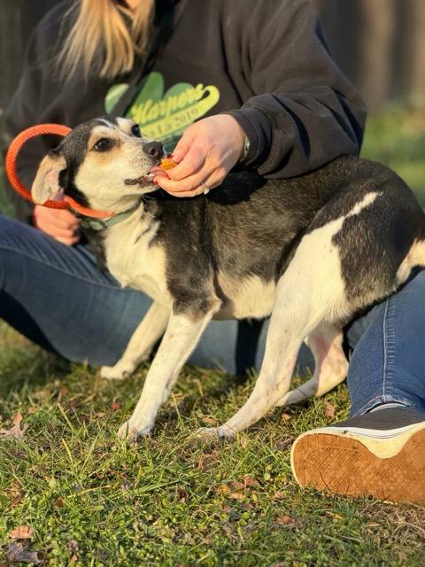 Enlarge Groucho, a Adoptable mixed breed in Sparta, NJ image 5/6
