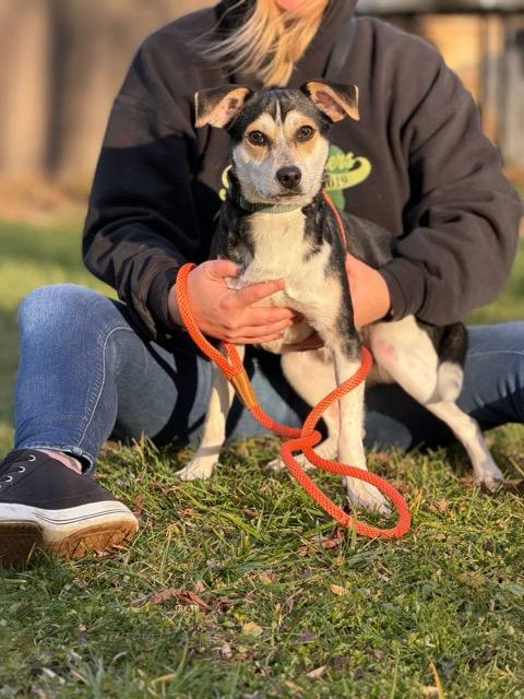 Groucho, Adoptable, Puppy Male Beagle & Bluetick Coonhound.