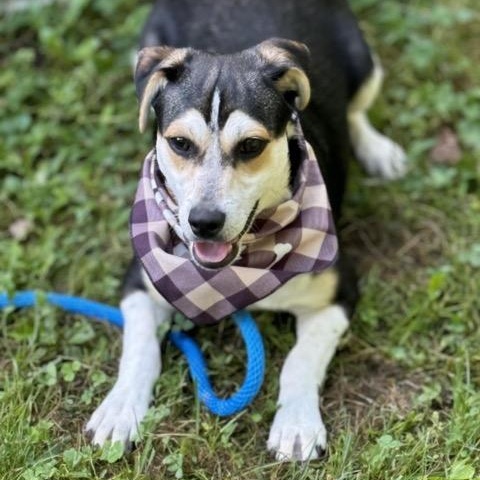 Enlarge Groucho, a Adoptable mixed breed in Sparta, NJ image 5/6