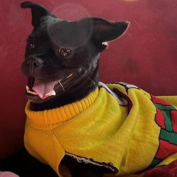 Enlarge Debbie, a Adoptable mixed breed in Loves Park, IL image 2/2