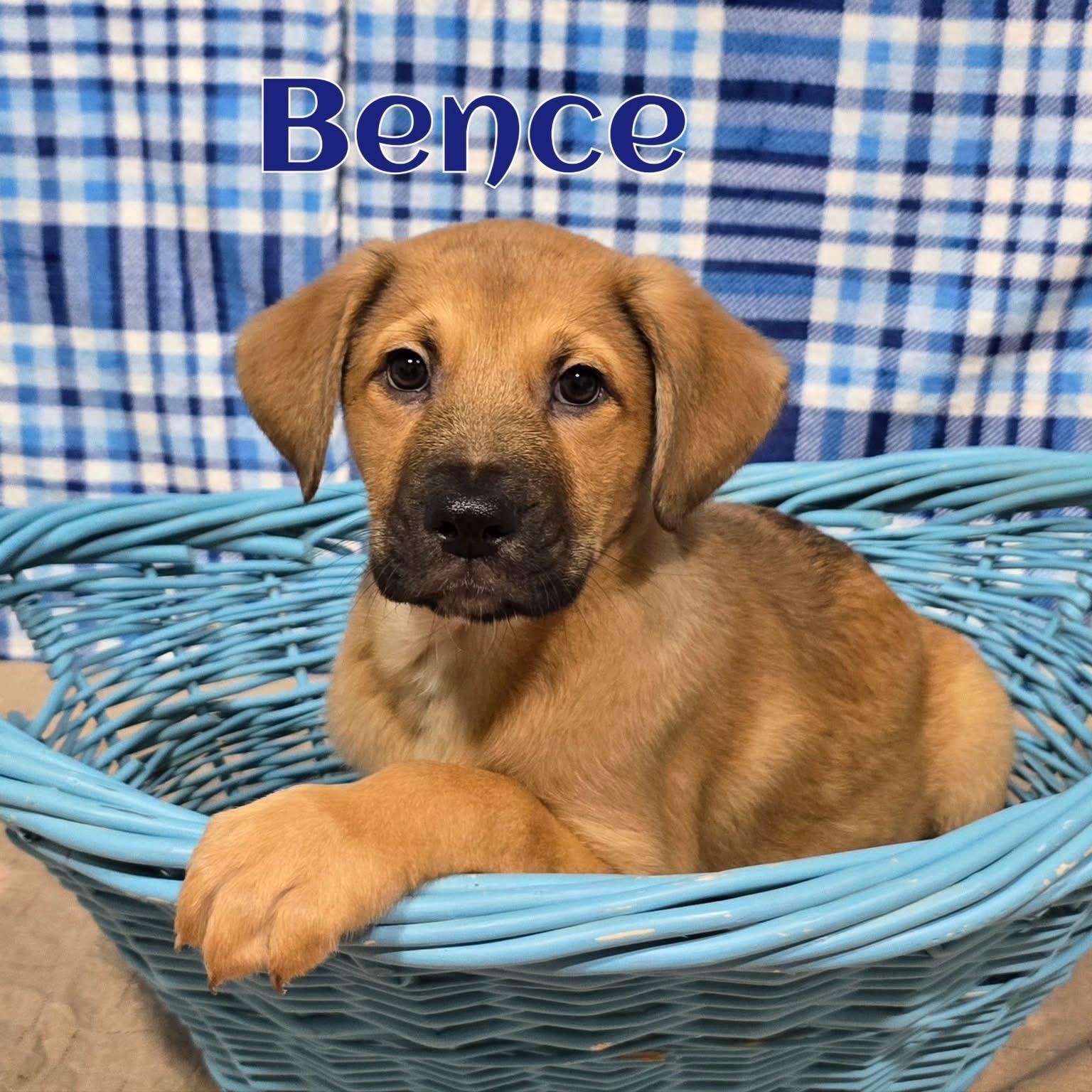Bence, adopted, Puppy Male Mixed Breed.