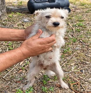 Enlarge Chiquita, a Adoptable mixed breed in Orlando, FL image 1/1