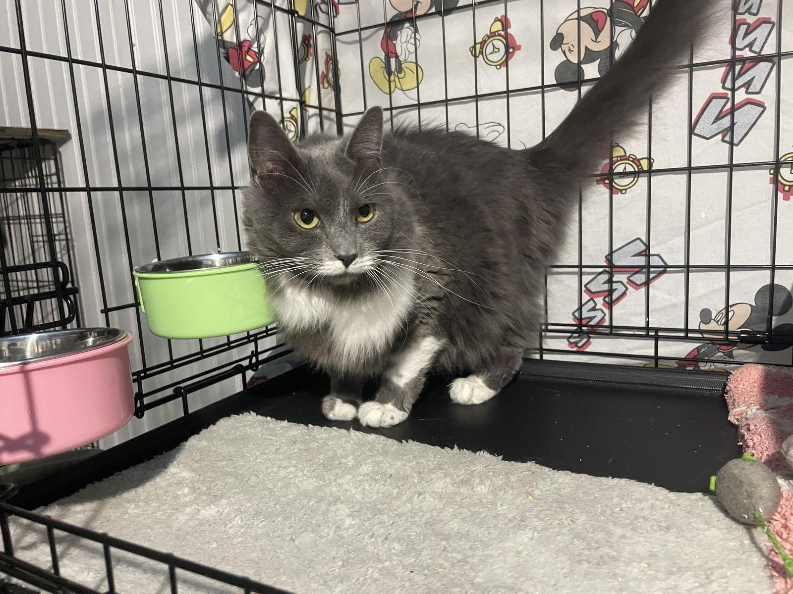 Ashley, Adopted, Adult Female Domestic Medium Hair.