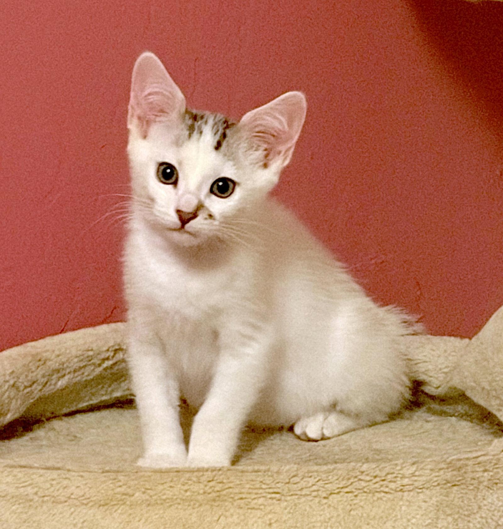 Huckleberry, Adoptable, Kitten Male Domestic Medium Hair.