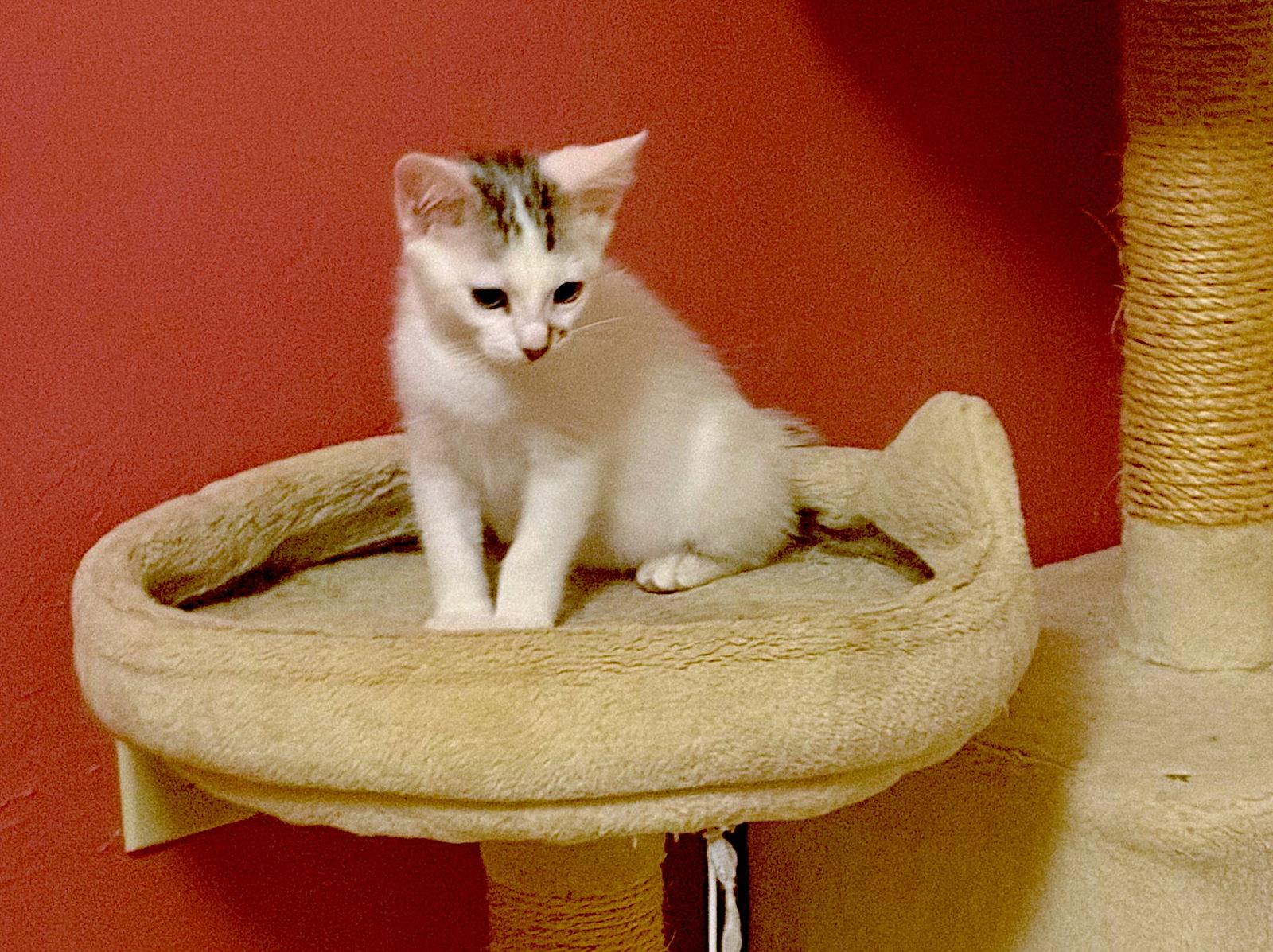 Enlarge Huckleberry, a Adoptable Domestic Medium Hair in Fremont, CA image 2/3