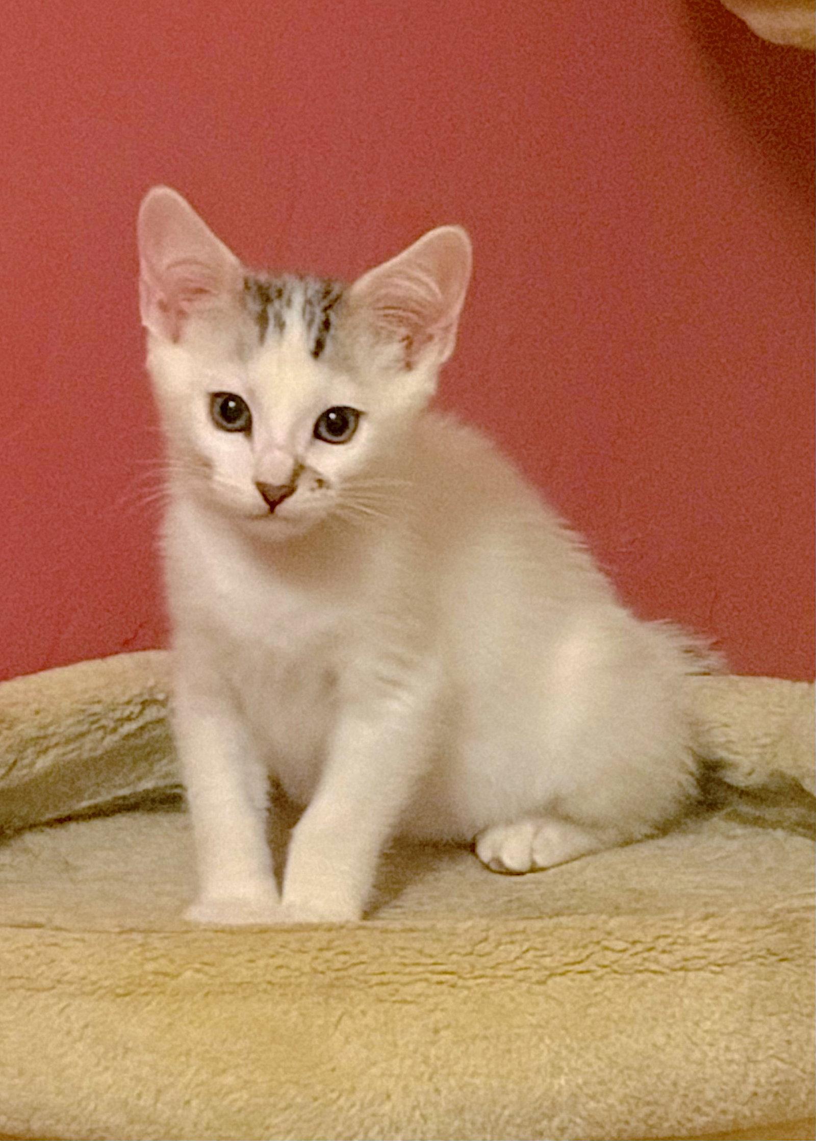 Enlarge Huckleberry, a Adoptable Domestic Medium Hair in Fremont, CA image 3/3