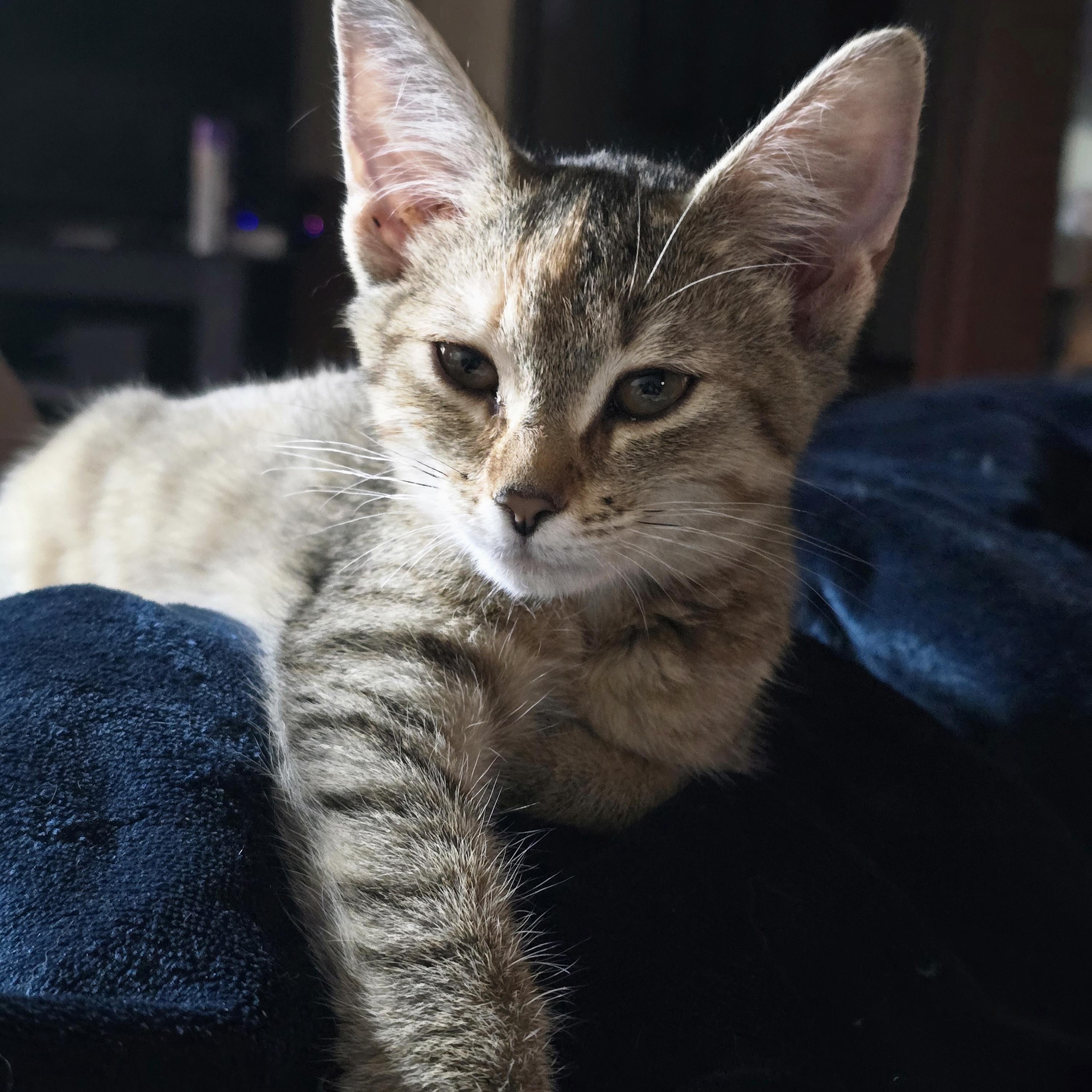Vyvanse, Adoptable, Kitten Female Domestic Medium Hair.