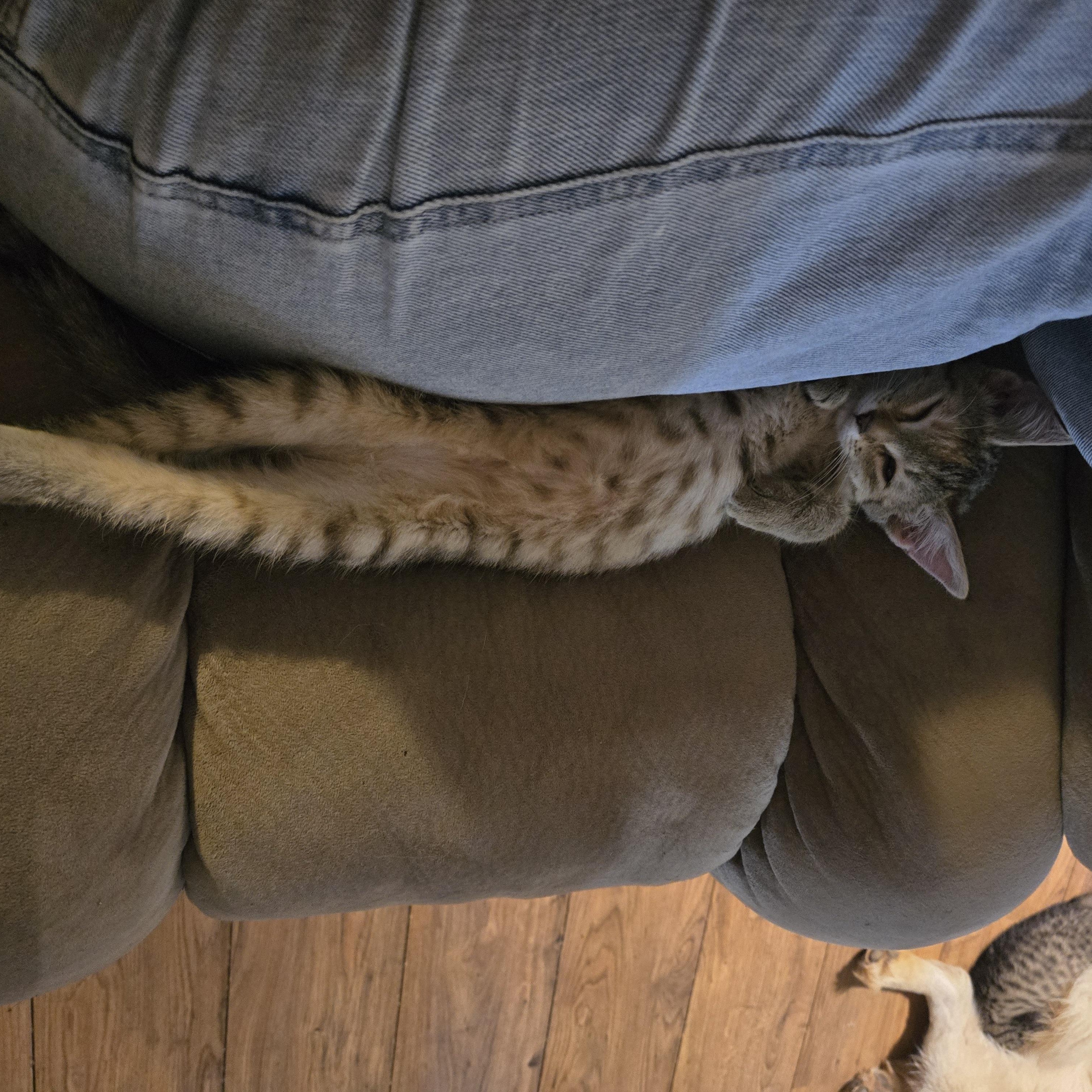 Enlarge Vyvanse, a Adoptable Domestic Medium Hair in Warwick , RI image 3/4