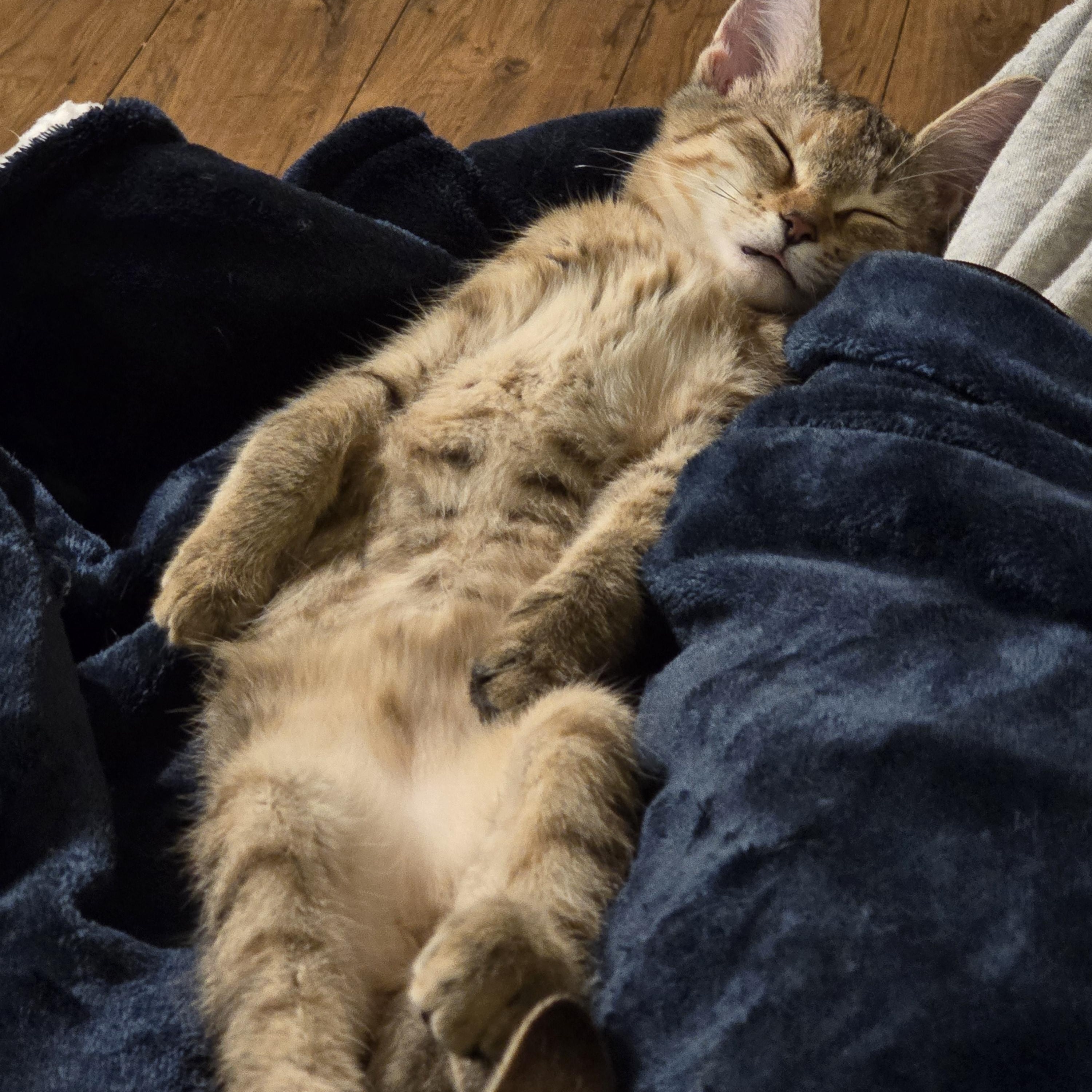 Enlarge Vyvanse, a Adoptable Domestic Medium Hair in Warwick , RI image 2/4