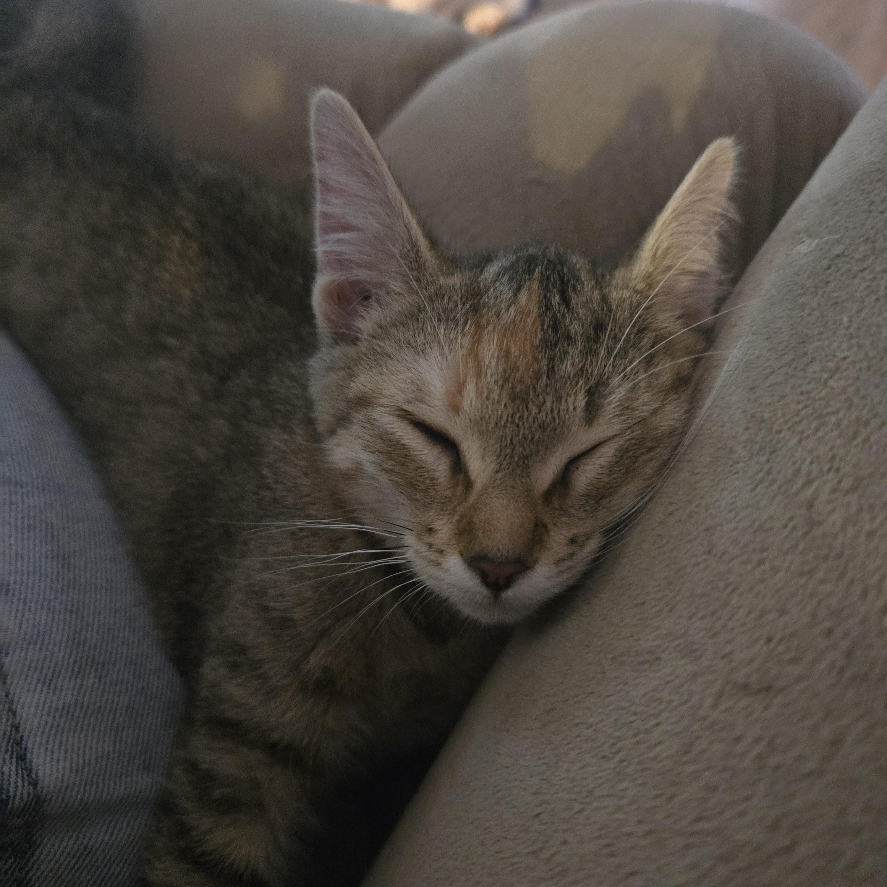 Enlarge Vyvanse, a Adoptable Domestic Medium Hair in Warwick , RI image 4/4