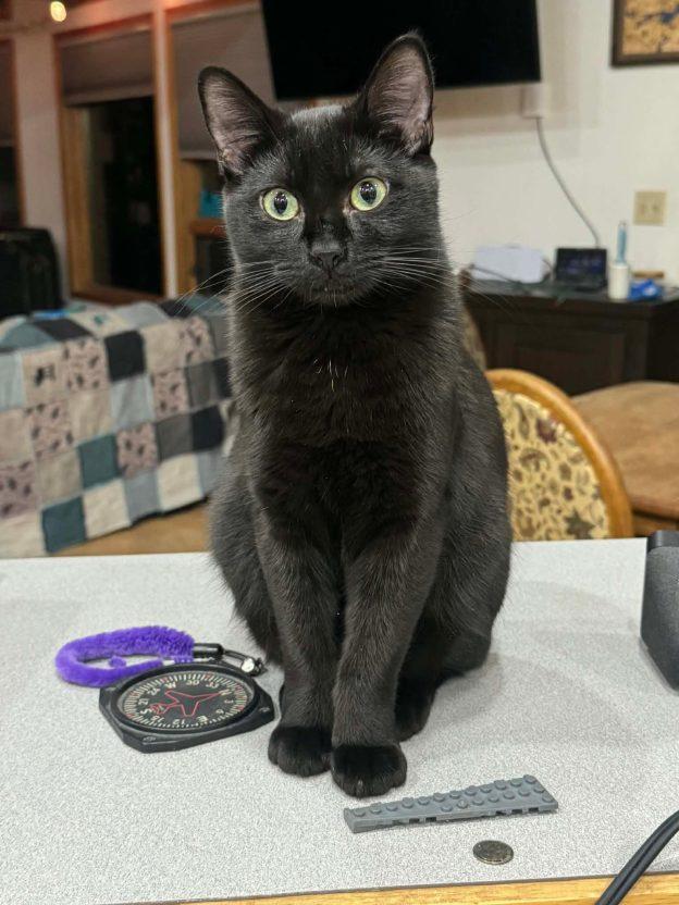 Enlarge Susu, a ADOPTABLE Domestic Short Hair in Wasilla, AK image 1/1