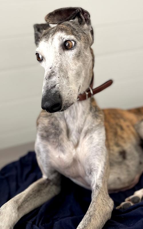 Roma, ADOPTABLE, Senior Male Galgo Spanish Greyhound.