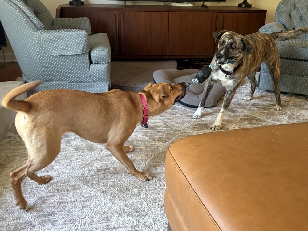 Honey, Adoptable, Young Female Labrador Retriever.