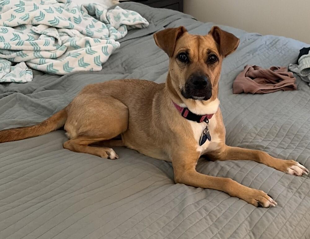Honey, a Adoptable mixed breed in Greenbelt, MD image 2/6