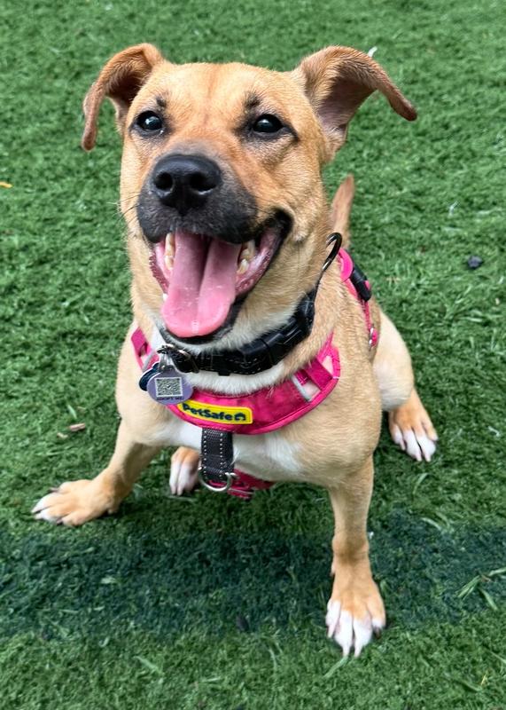 Honey, Adoptable, Young Female Labrador Retriever.