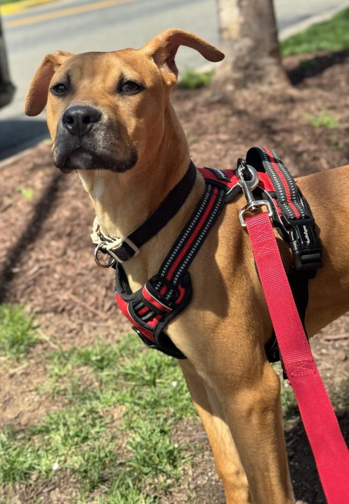 Enlarge Honey, a Adoptable mixed breed in Greenbelt, MD image 1/6