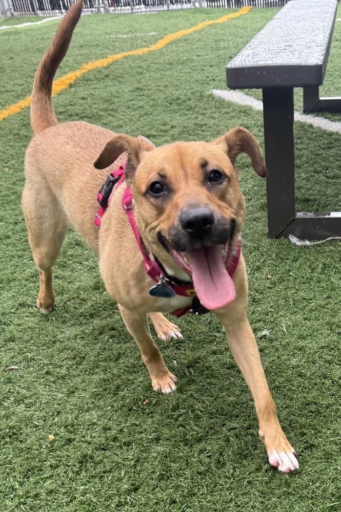 Enlarge Honey, a Adoptable mixed breed in Greenbelt, MD image 2/6