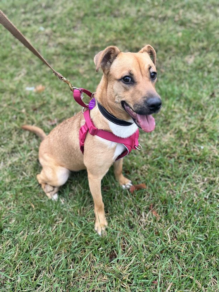 Enlarge Honey, a Adoptable mixed breed in Greenbelt, MD image 2/6