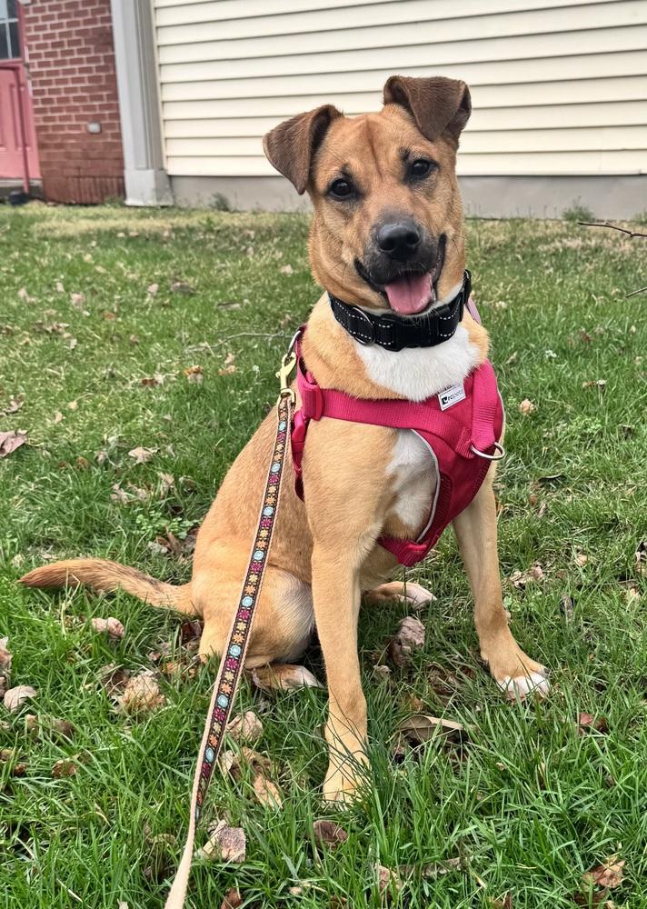 Enlarge Honey, a Adoptable mixed breed in Greenbelt, MD image 3/6