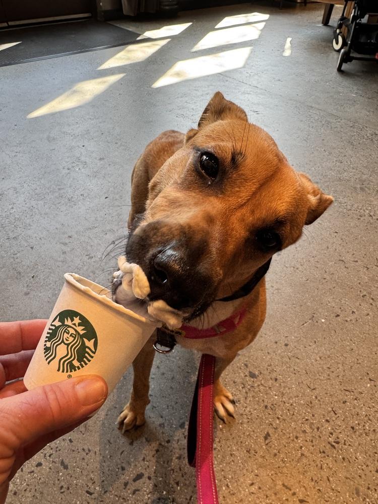 Enlarge Honey, a Adoptable mixed breed in Greenbelt, MD image 4/6