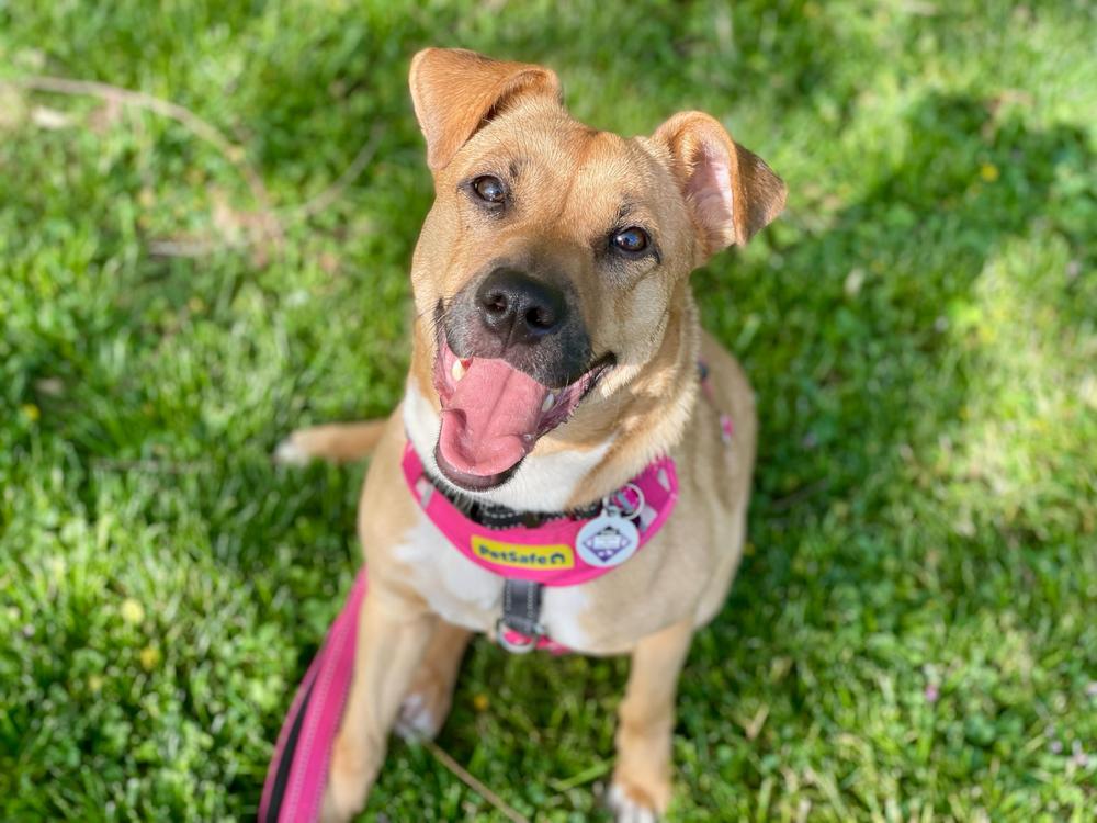 Enlarge Honey, a Adoptable mixed breed in Greenbelt, MD image 5/6