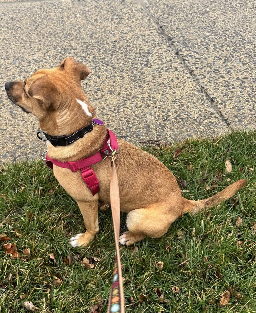 Enlarge Honey, a Adoptable mixed breed in Greenbelt, MD image 5/6