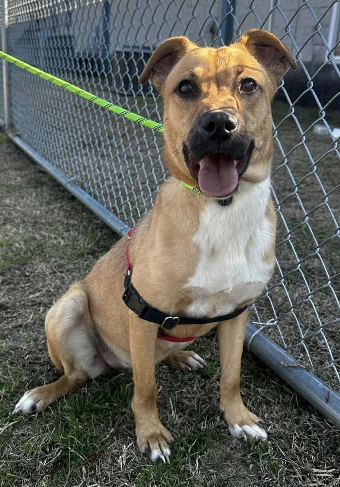 Enlarge Honey, a Adoptable mixed breed in Greenbelt, MD image 6/6