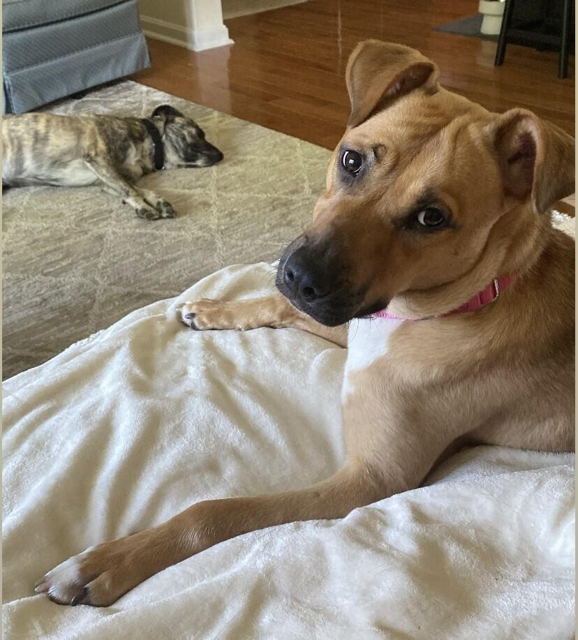 Honey, a Adoptable mixed breed in Greenbelt, MD image 6/6