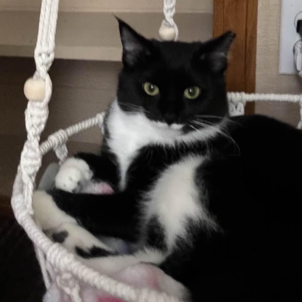 Enlarge Quin, a Adoptable Domestic Short Hair in Medina, OH image 1/4