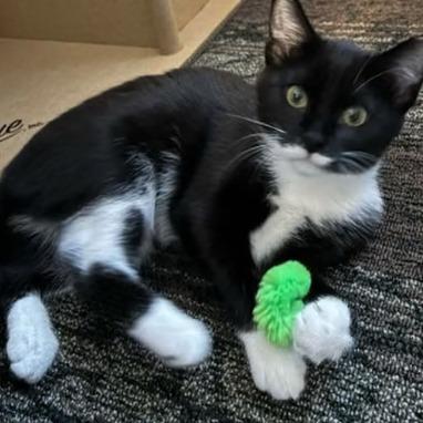 Enlarge Quin, a Adoptable Domestic Short Hair in Medina, OH image 2/4