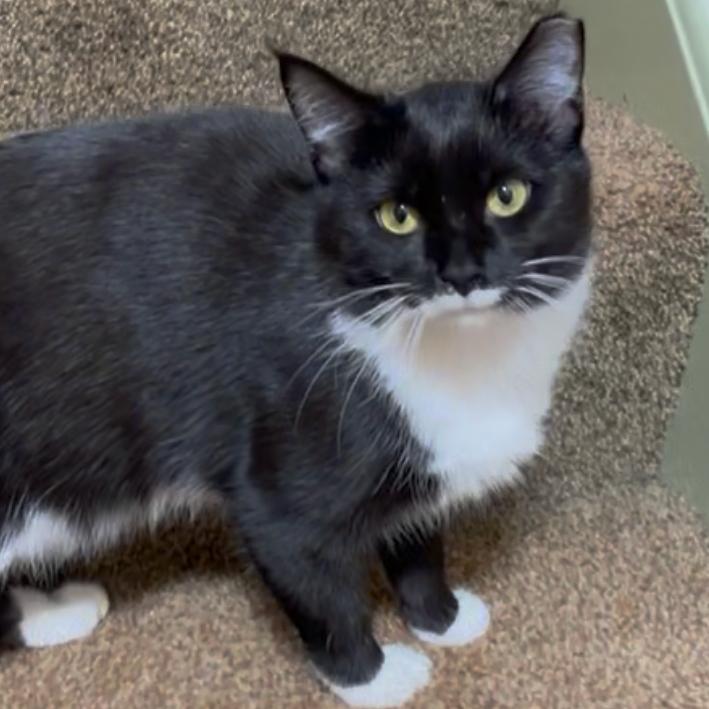 Enlarge Quin, a Adoptable Domestic Short Hair in Medina, OH image 3/4