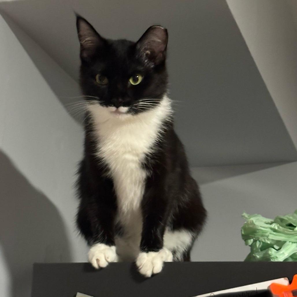 Enlarge Quin, a Adoptable Domestic Short Hair in Medina, OH image 4/4