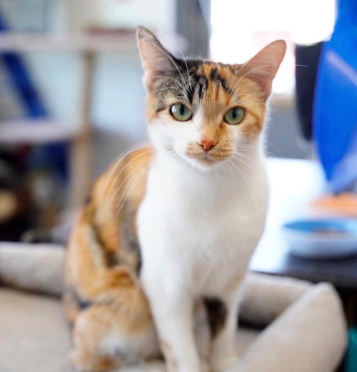 Princess Peach / Autumn, Adoptable, Adult Female Domestic Short Hair.