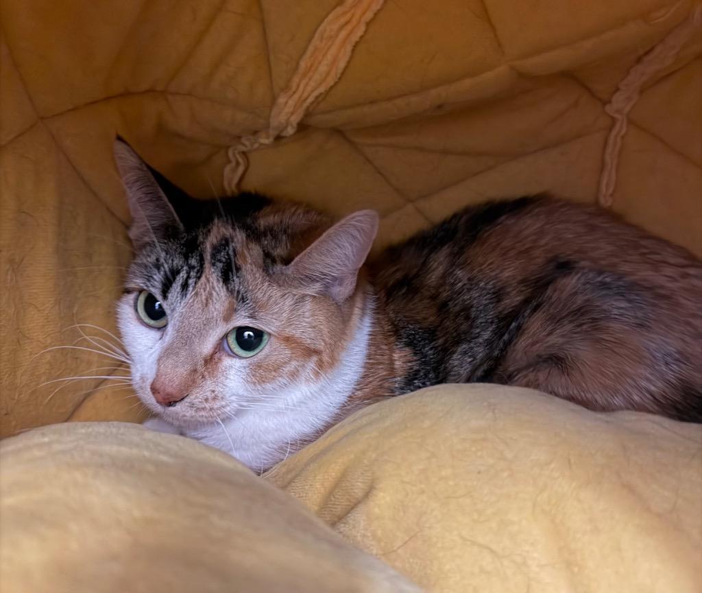 Enlarge Princess Peach / Autumn, a Adoptable mixed breed in Yellowknife, NT image 2/2