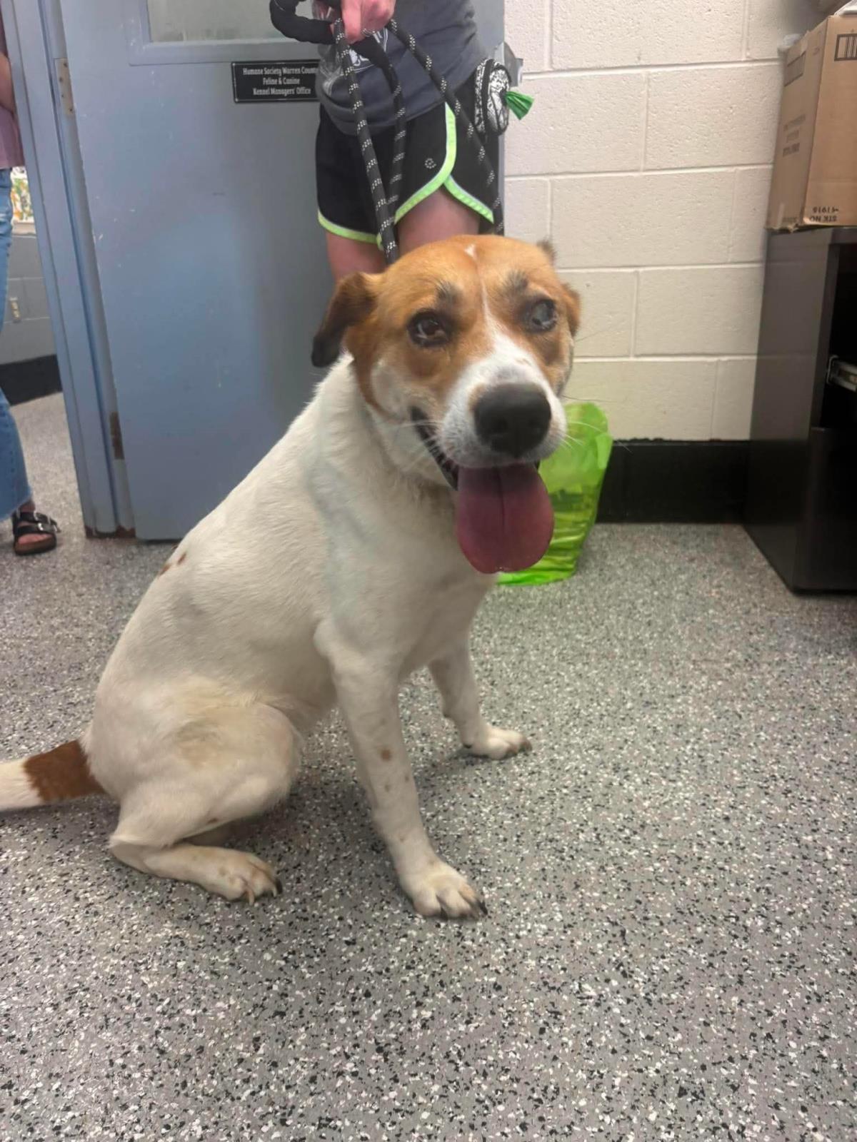 Scarlett, Adoptable, Adult Female Hound.