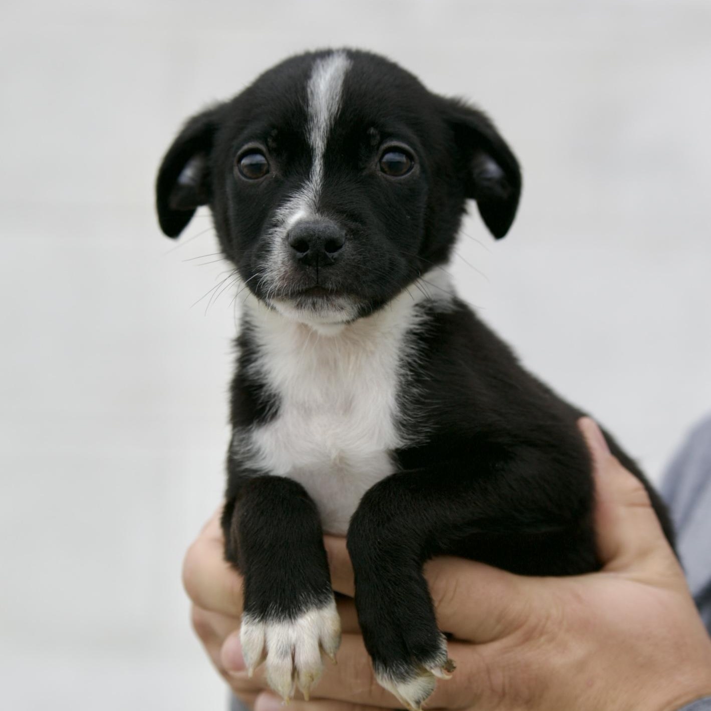 Enlarge Isaac, an adopted mixed breed in Mount Sterling, KY image 1/1